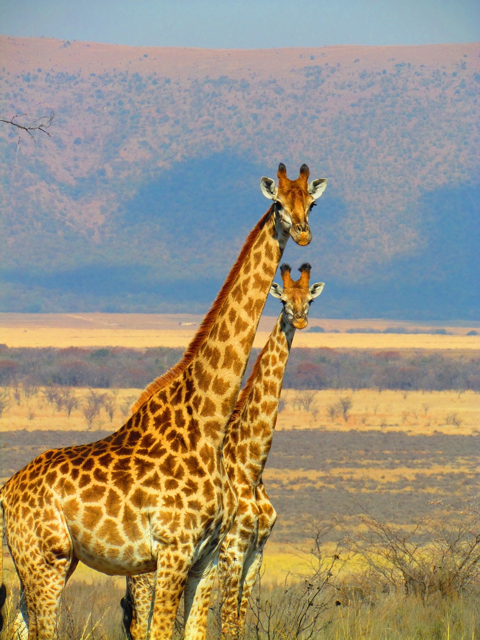 Africa safari landscape