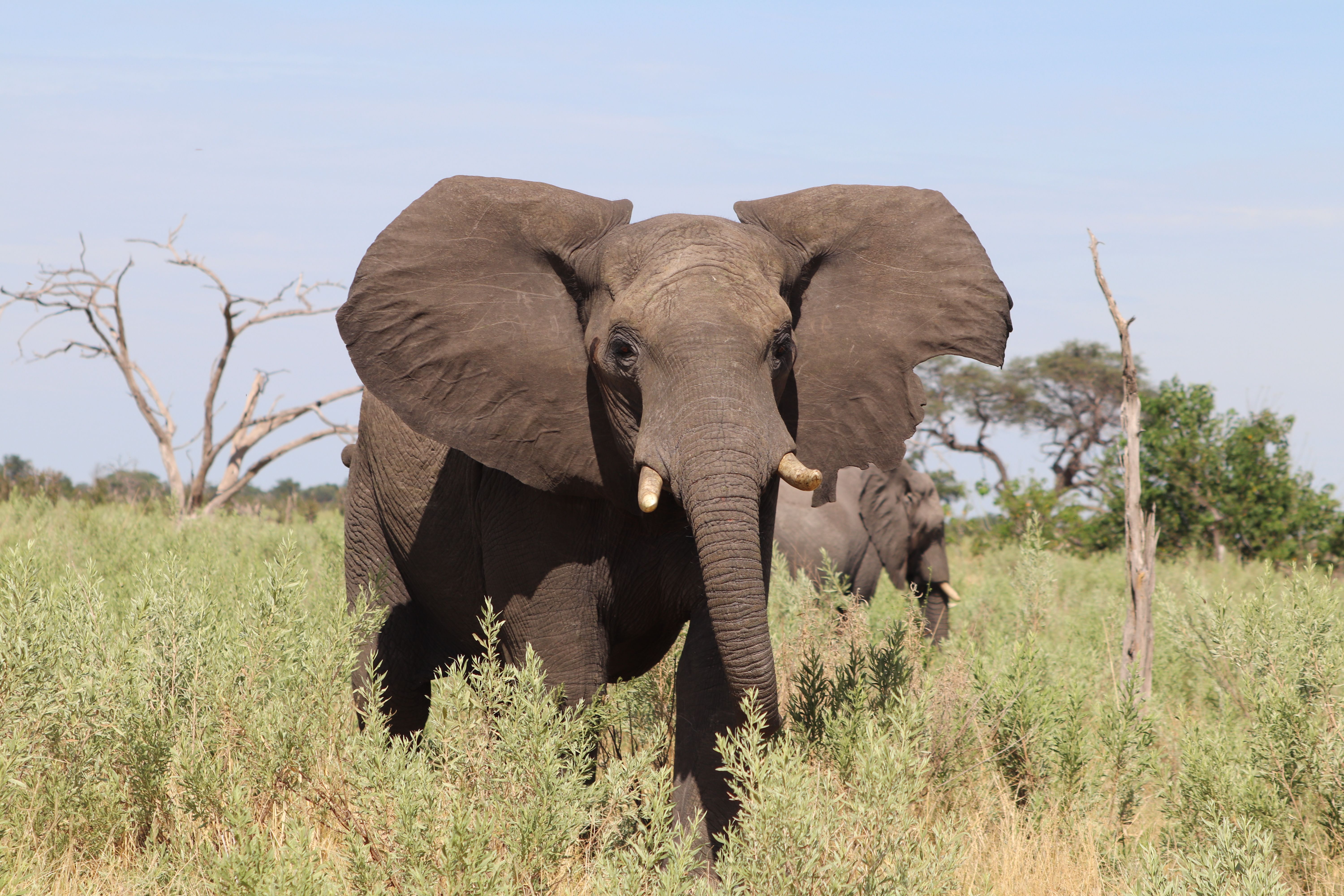 Botswana Okavango Delta safari luxury tented camp