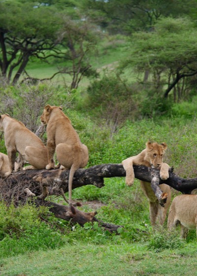 Africa safari landscape
