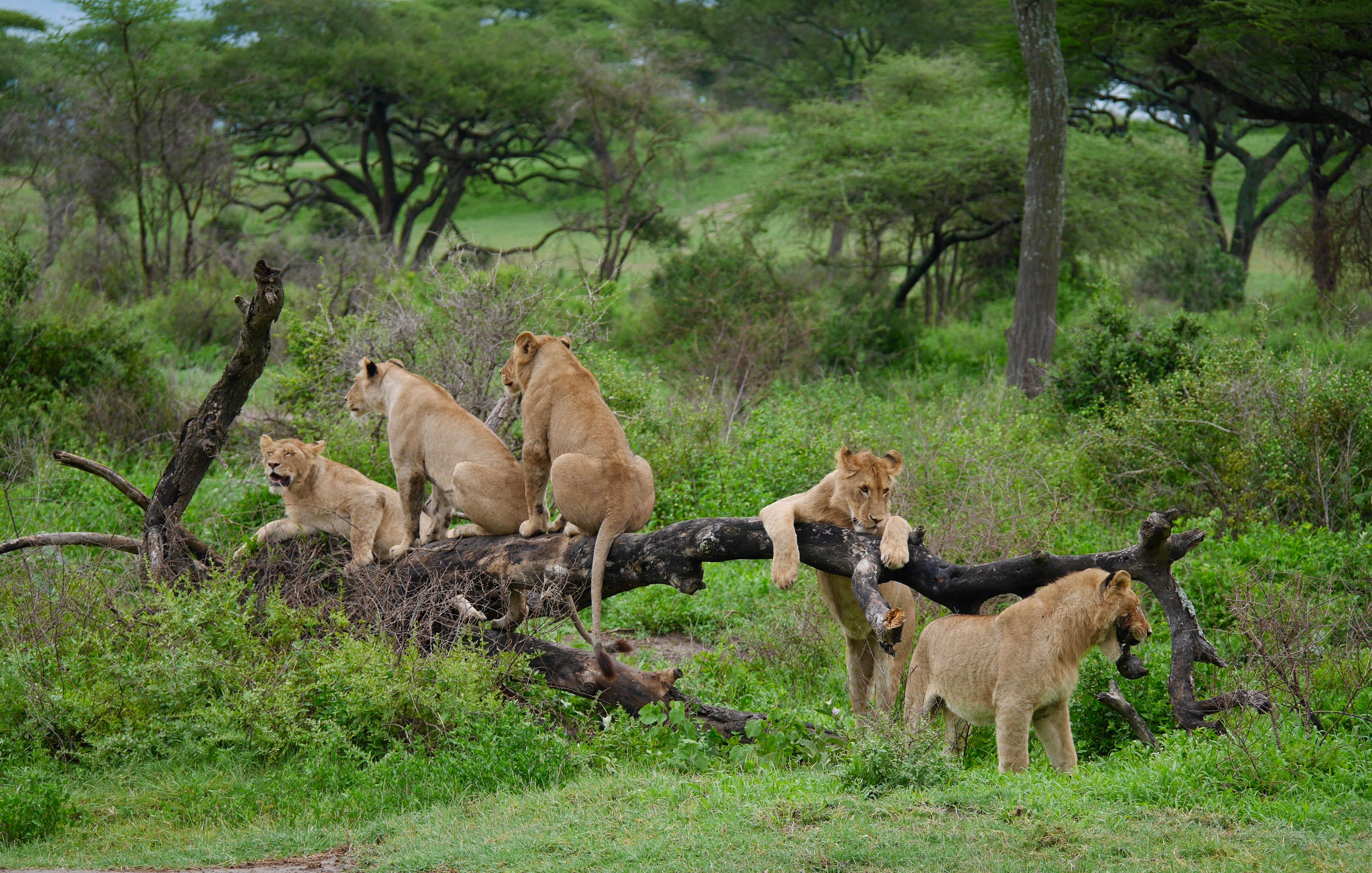 Kenya Masai Mara game drive sunrise Land Rover